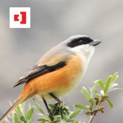 Bird Photography
