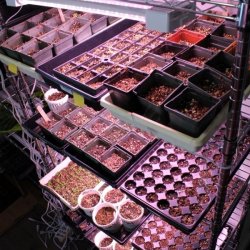 Native Plant Propagation Program - Seed Forecasting and Collection Walk