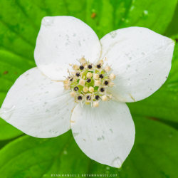 A wildflower