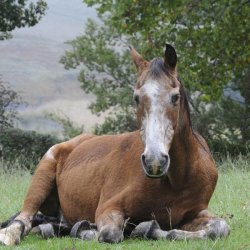 Winter Care of the Older Horse