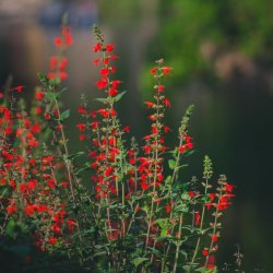 Landscaping with Natives 101