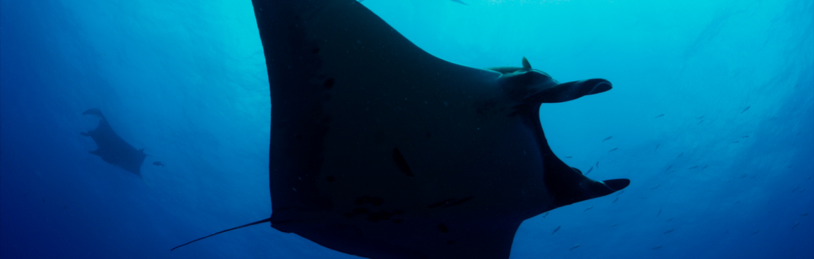The Last Dive - Minneapolis Premiere