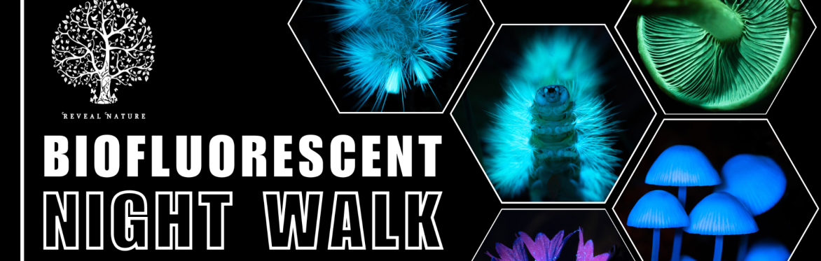 Biofluorescent Night Walk Whitlingham