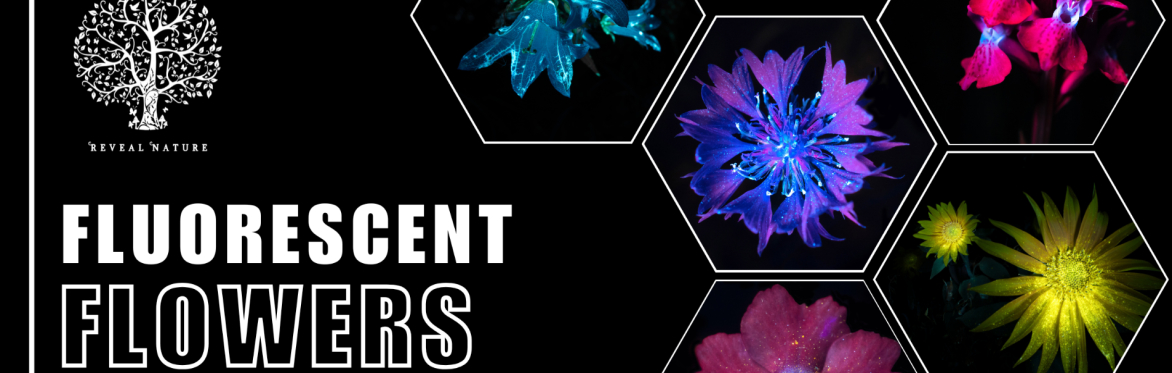 Fluorescent Flowers on the Farm