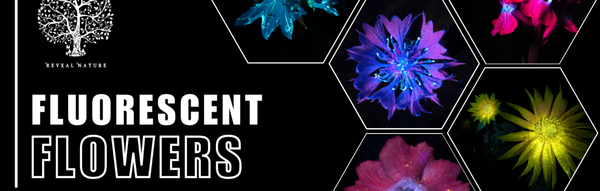 Fluorescent Flowers on the Farm 2