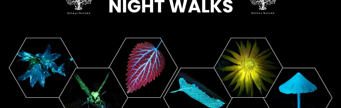 Biofluorescent Night Walk Mousehold 5