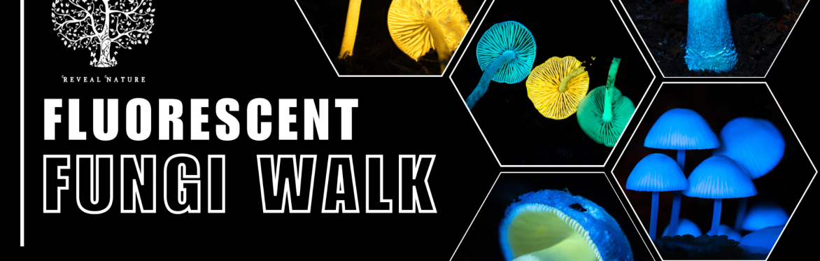 Fluorescent Fungi at Aros Park 2