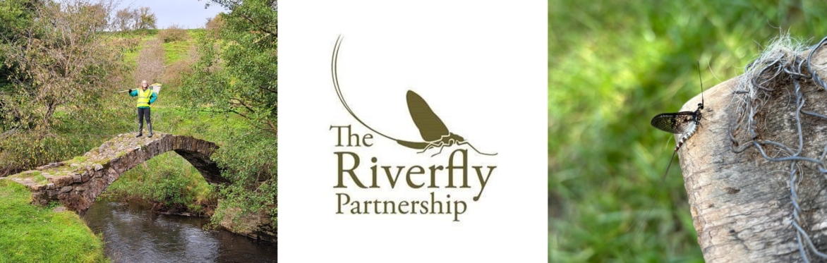 Riverfly Partnership Training - Empowering Citizens to Protect their Rivers
