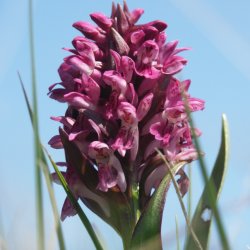 Meadow Marvels (Watch Event) - CANCELLED