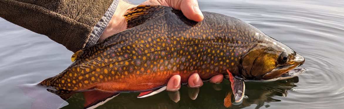 Brook Trout in Water