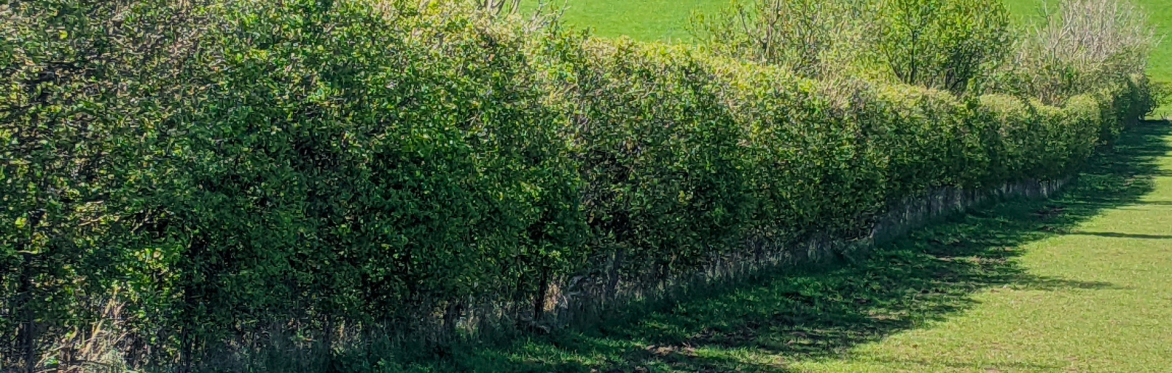 Hedgelaying on farms