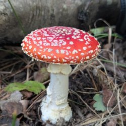Mushroom Foray at Northern Roots