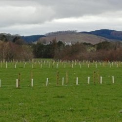 Walking and Talking Trees with Matt Griffin, Neidpath Farms, Peebles