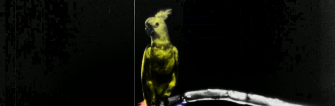 SineUna: Ibong Adarna