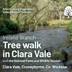 Tree Walk in Clara Vale