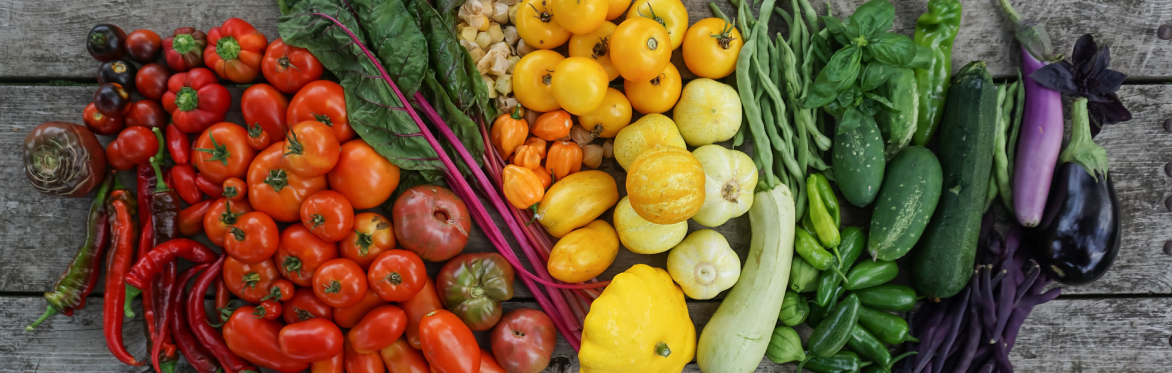Intro to Vegetable Gardening