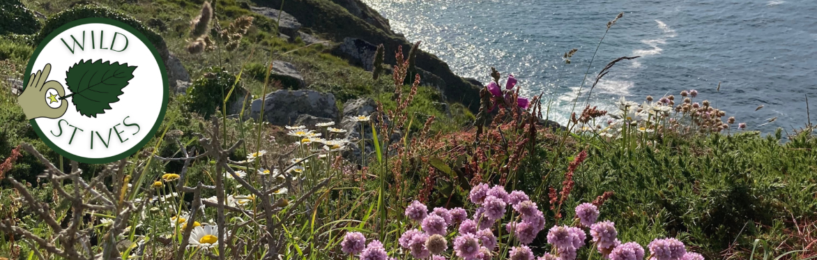 Spring Coastal Wildflower Walk