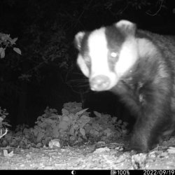 badger pictured by a night cam