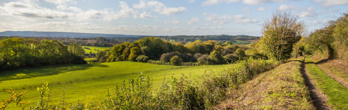 Forest bathing for unpaid carers in the Hampton Estate