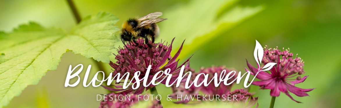 Premiumkursus: Bliv din egen havedesigner