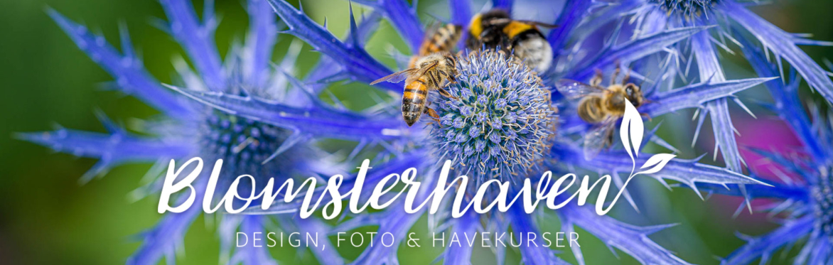 Stauder i sensommerhaven