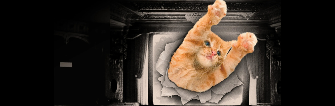 Cat Video Fest 2026