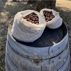 Acorn Potting Greenhouse Volunteer Day + Oak Sapling Sale | October 24