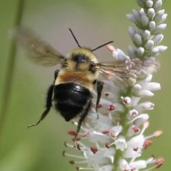 The Buzz in Your Garden: Bumble Bees of Wisconsin Ecology, Identification and Conservation