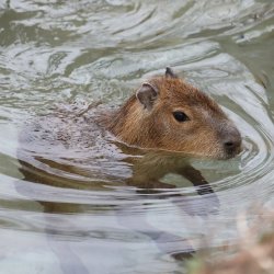 Zoofari Tours: Capybara and Amigos