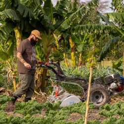 Food Forest Management