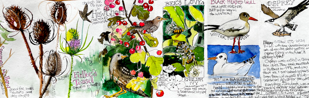 "Draw to Learn, Learn to Draw": A 4-Week Nature Journaling Course