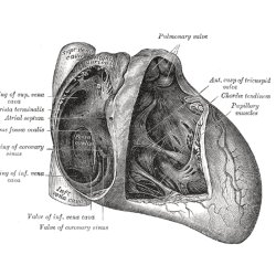 SCOTTISH RIGHT HEART SYMPOSIUM & RIGHT HEART ECHO MASTERCLASS