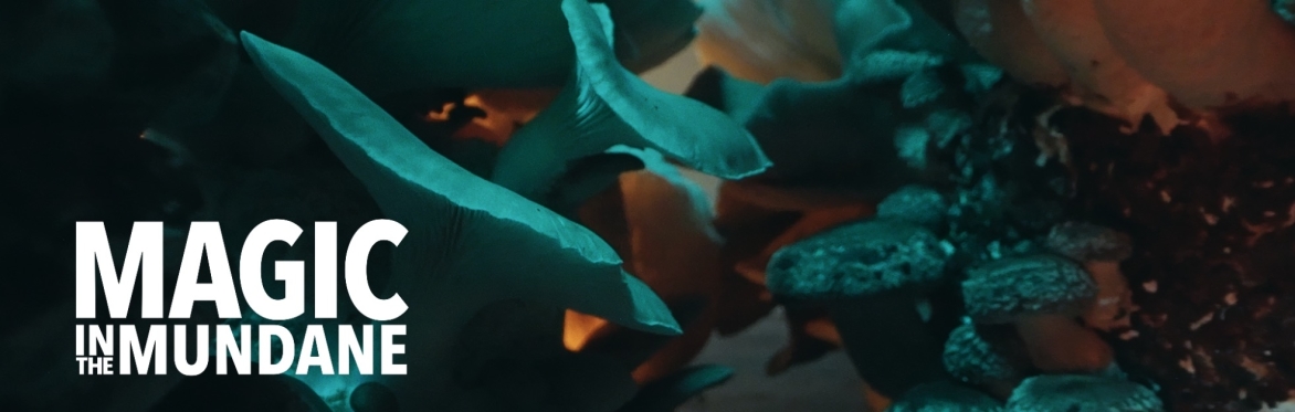 Magic in the Mundane - Film Screening & Director Q&A with Leigh Brooks