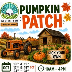 Weston Farm PYO Pumpkin Patch!