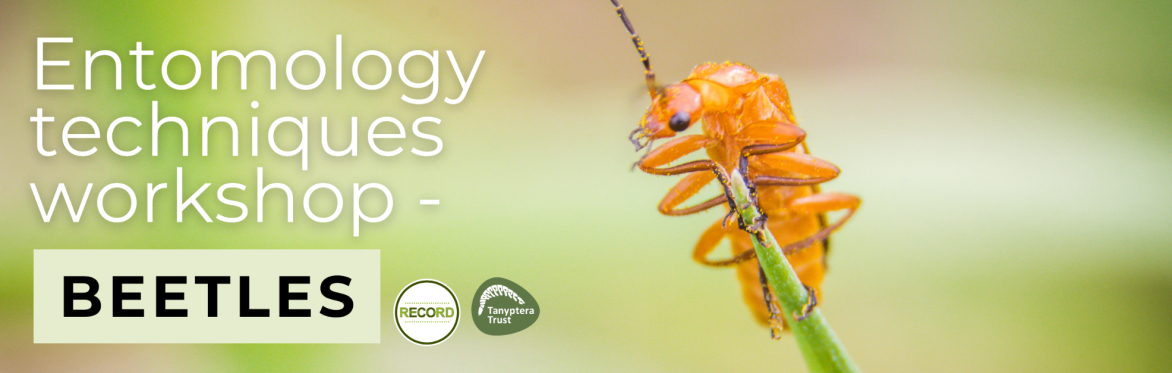 Image of an orange beetle clutching a grass stem. Text reads 'Entomology techniques workshop - beetles'