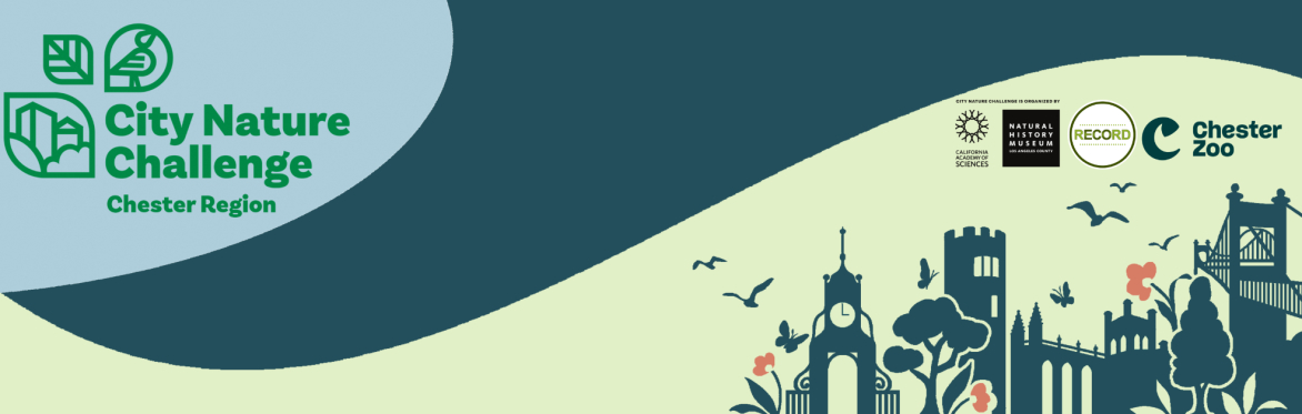 City Nature Challenge Chester logo on a sweeping blue and green background. A graphic showing Chester landmarks and wildlife is shown alongside logos.