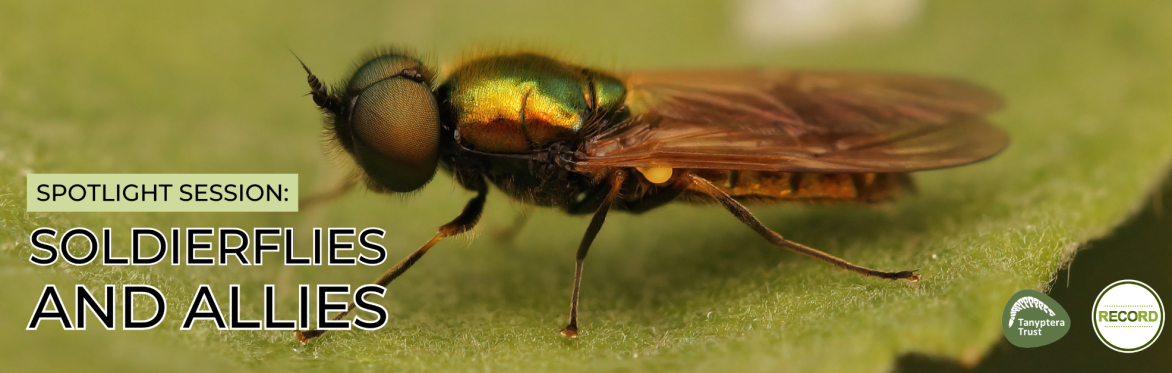 Close up of a soldierfly. Text reads: 'Spotlight Session: Soldierflies and allies'