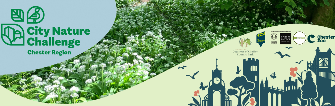 City Nature Challenge Chester Region logo with photo of wild garlic flowers. A graphic showing Chester landmarks and wildlife along with logos.