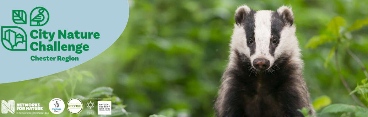 Image of a badger on a leaft background. Text reads: City Nature Challenge, Chester Region.