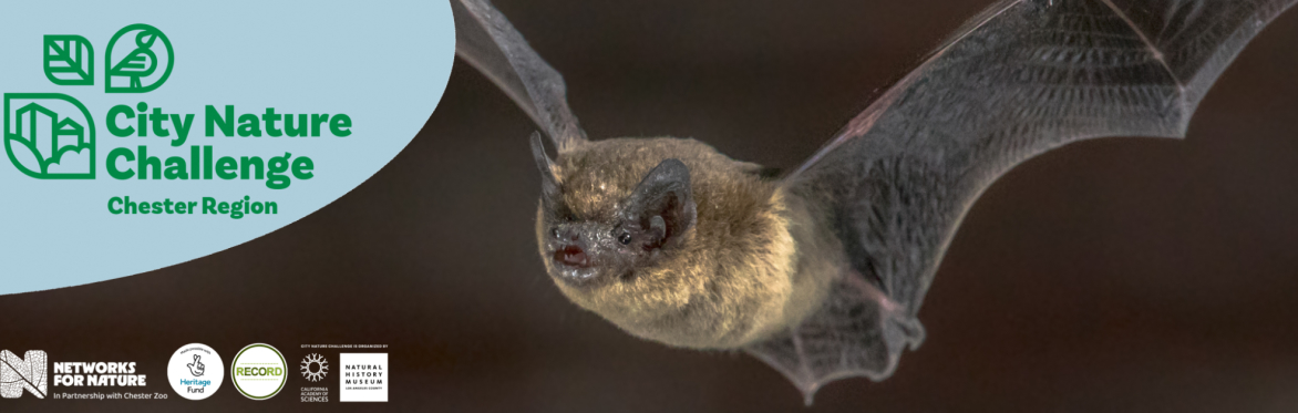 Image of a bat on a dark background. Text reads: City Nature Challenge, Chester Region.