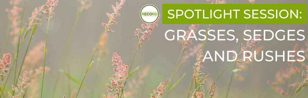 Image of purple grass flowerheads swaying in the wind. Text reads 'Spotlight session - grasses, sedges and rushes'