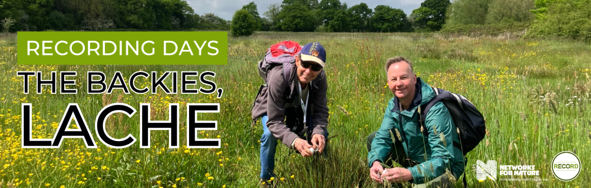 Image of two people crouching down in a sunny field of buttercups.. Text reads 'Recording days: The Backies, Lache'