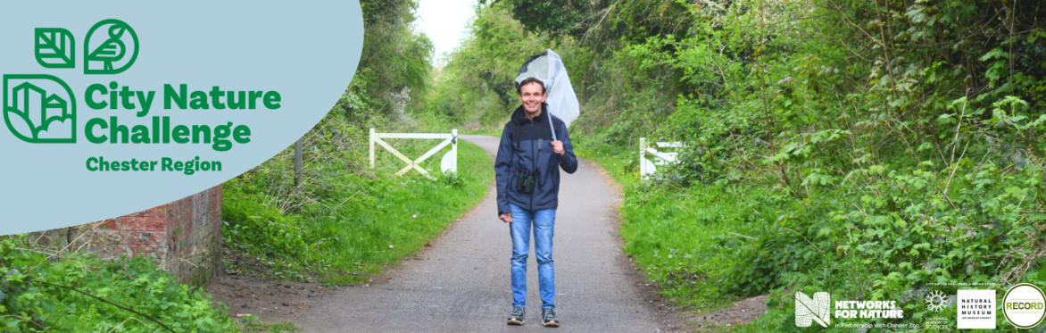 Image of a person standing holding a net on the greenway cycle path. Text reads: City Nature Challenge Chester Region