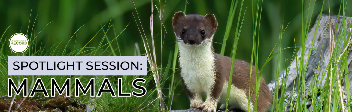 Image of a stoat standing on a rock amongst long grass. Text reads 'Spotlight session - mammals'.