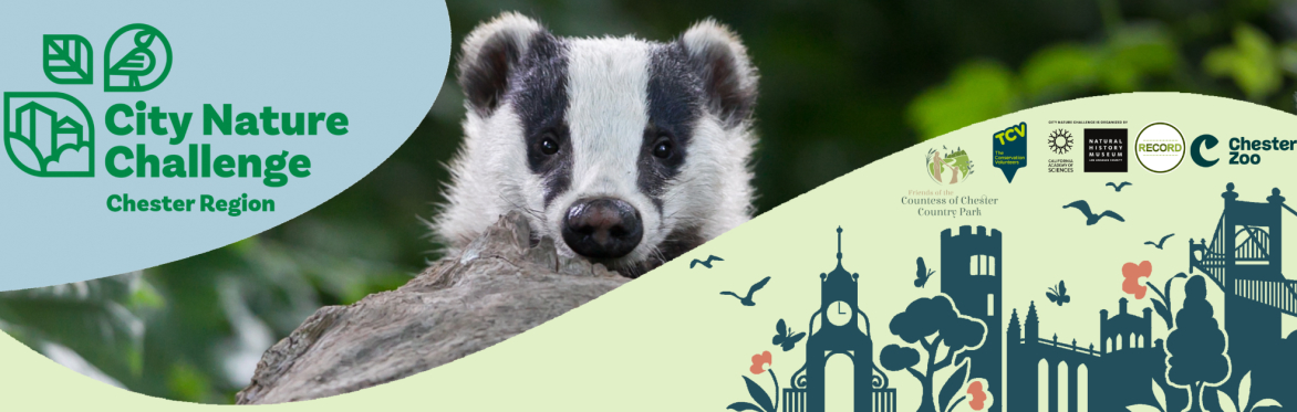 City Nature Challenge Chester logo with blue and green wavy graphics. A photo of a badger, a graphic displaying Chester landmarks and other logos are displayed.