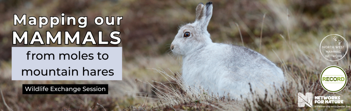 Image of a white mountain hare on a grassy background. Text reads 'Mapping our mammals: from moles to mountain hares