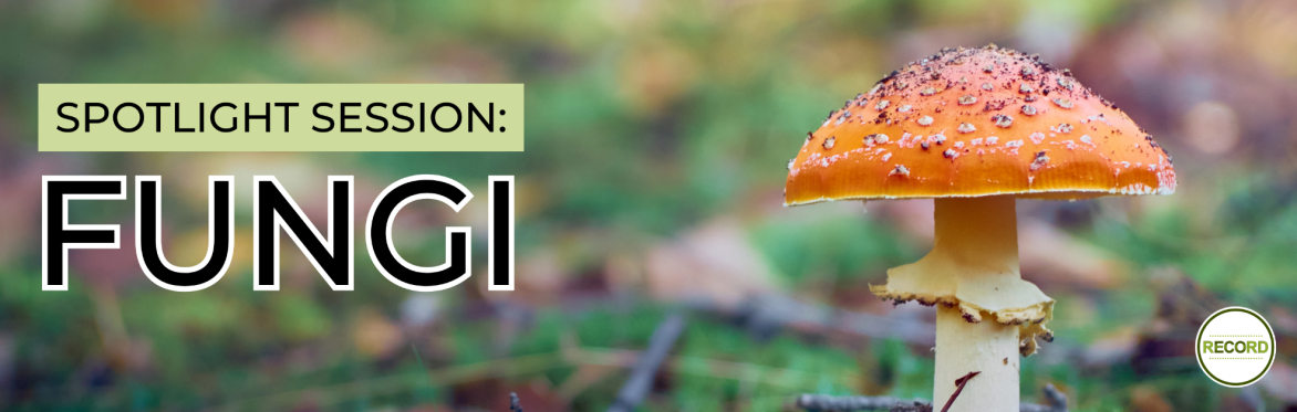 Close up photo of a fly agaric mushroom. Text reads 'Spotlight session - fungi'