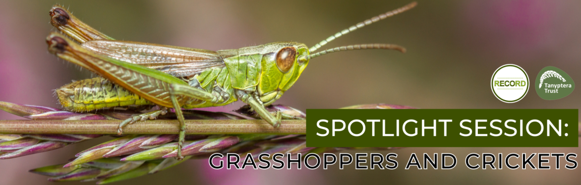 Close up photo of a grasshopper. Text reads 'Spotlight session - grasshoppers and crickets'