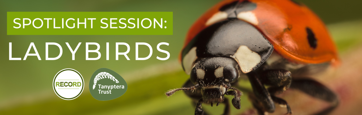 Close up photo of a 7-spot ladybird. Text reads: Spotlight Session, Ladybird