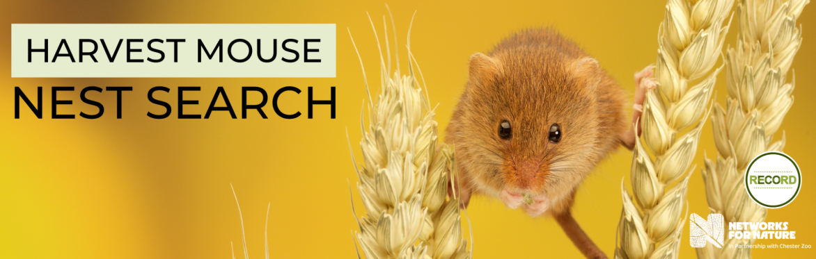 Image of harvest mouse perched on wheat. Text reads 'Harvest mouse nest search'